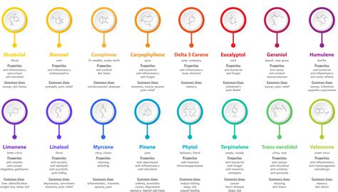 Terpenes: The Ultimate Guide To Understanding Terpenes - Utoya