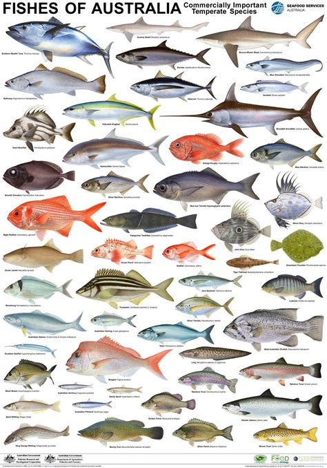 Seafood Posters