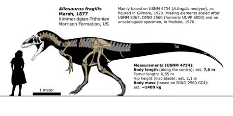 Allosaurus fragilis schematic. by randomdinos | Dinosaur skeleton ...