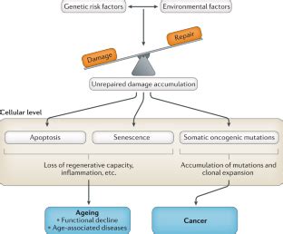 The genetics of human ageing | Nature Reviews Genetics