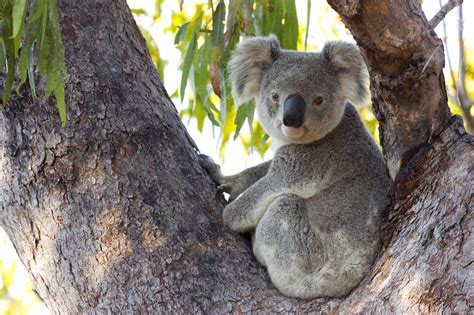 How Koalas in Australia Are Impacted by the Wildfires—And What You Can Do to Help | Condé Nast ...