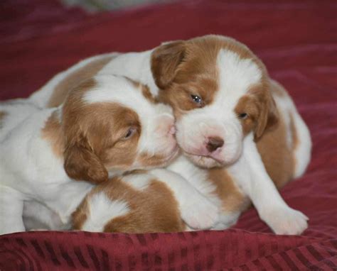 Brittany Puppies For Sale In California