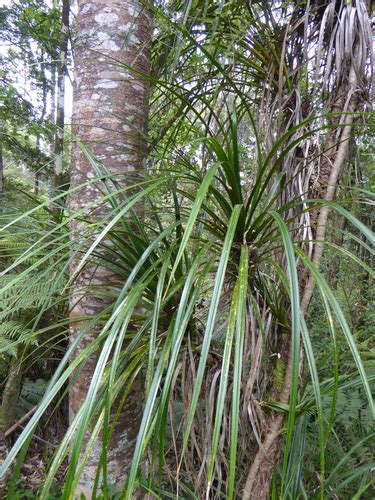 5 Kiekie Facts - Tasty & Useful Plant - New Zealand Nature Guy