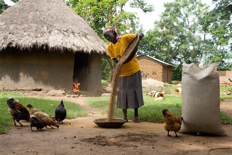 The Benefits of Growing Millet and Other Drought-Resistant Crops | One ...