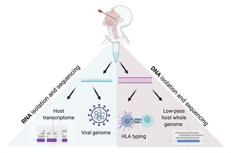 From swab to sequencing - scalable method for identifying SARS-CoV-2