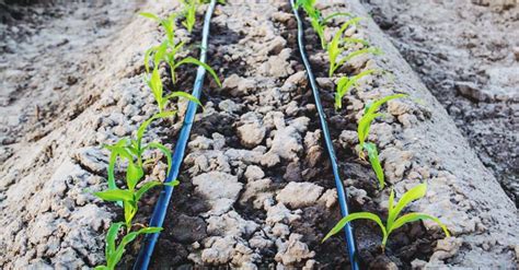 Everything You Ever Wanted to Know About Drip Irrigation