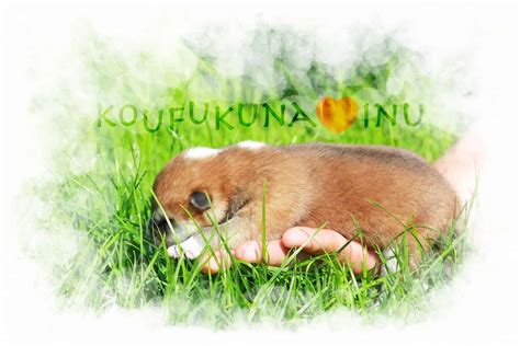 ᐉ Puppies AKITA INU Buy with Pedigree — Kennel KOUFUKUNA ️INU