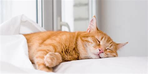 Do Cats Dream? Science Has the Answer - Cats.com