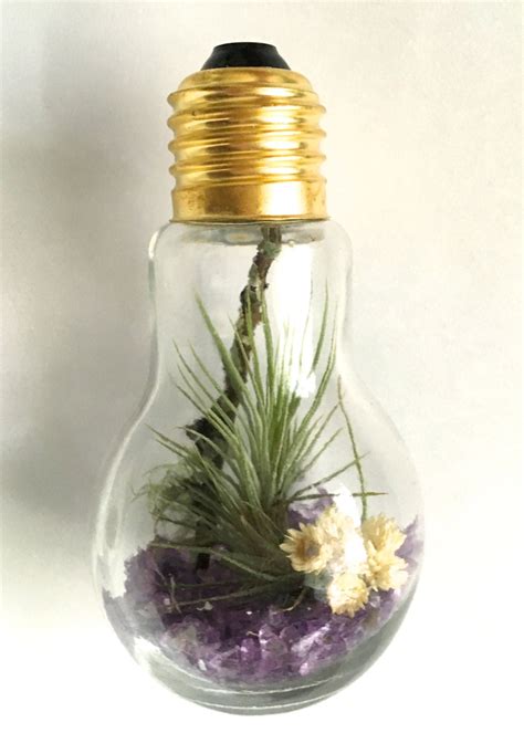 Light Bulb Terrarium