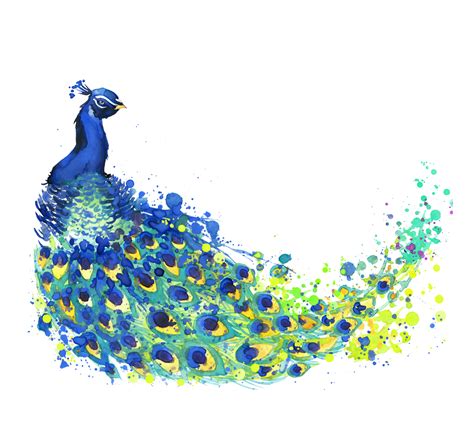 Watercolor Peacock Feather at GetDrawings | Free download