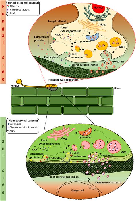 Frontiers | Extracellular vesicles including exosomes in cross kingdom regulation: a viewpoint ...
