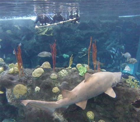 Swim with sharks in the Florida Aquarium