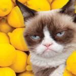 Grumpy Cat lemons - Imgflip
