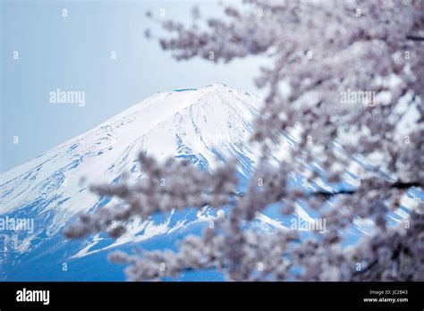 Cherry Blossoms and Mt. Fuji Stock Photo - Alamy