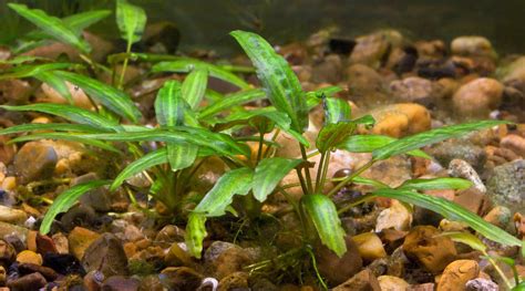 Cryptocoryne Care 101: A Guide to Thriving Aquatic Elegance – Wetplants