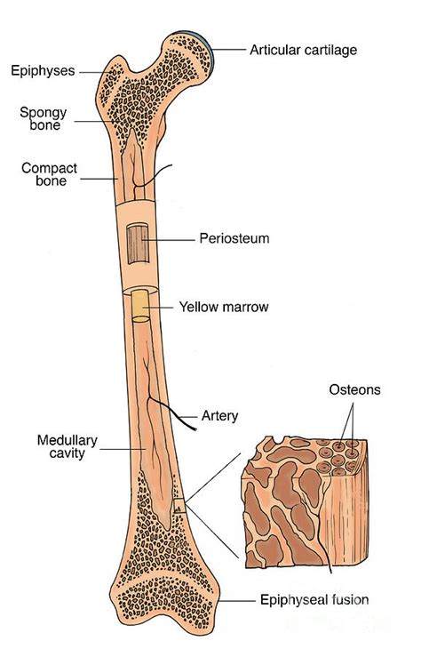 Horse Life and Love: All About The Skeleton and Bones