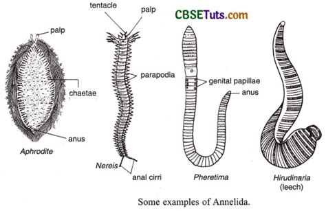 Phylum Annelida - Characteristics and Classification - CBSE Tuts