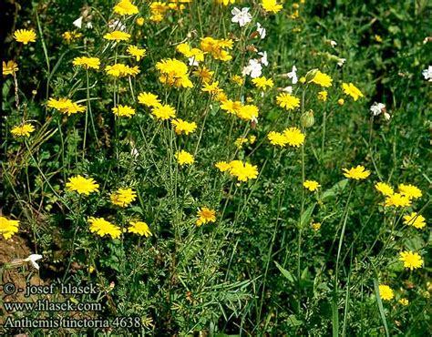 Anthemis tinctoria Golden Marguerite Farve-Gaseurt Keltasauramo