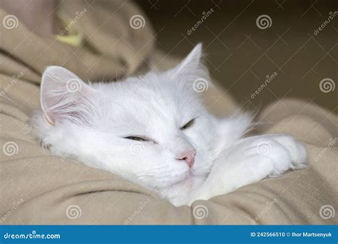 The Dreams of White Cat Turkish Angora. Caring for Pets Stock Photo ...