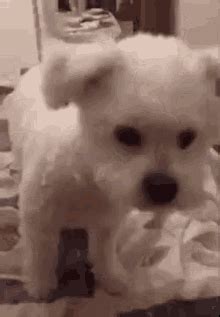 Puppy Head Tilt GIFs | Tenor