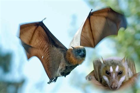 Flying Fox Bat - Save Our Green