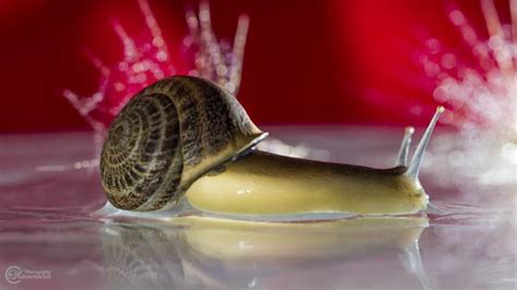 20 Amazing Macro Photographs of Snails - Design Swan