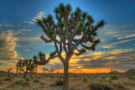 The 5 Best Day Hikes in Joshua Tree National Park