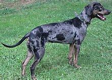 Catahoula Leopard Dog - Catahoula Leopard Dog - qaz.wiki