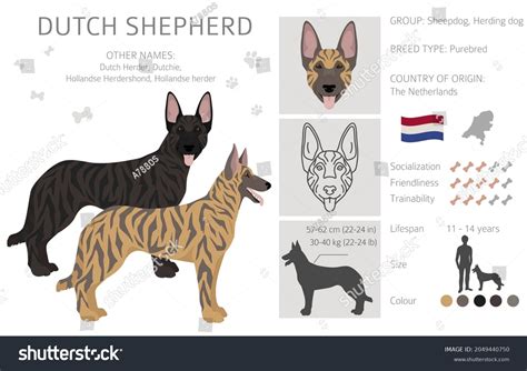 802 Domestic Dutch Shepherd Images, Stock Photos & Vectors | Shutterstock