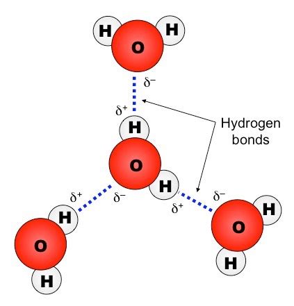 which of the molecules in model 2 would form hydrogen bonds with itself