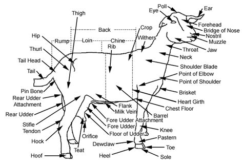 goat body parts | Show goats, Goats, Shoulder bones