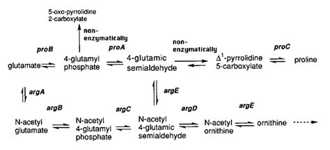 Pathways of proline biosynthesis in E. coli. (Upper row) Consensus... | Download Scientific Diagram