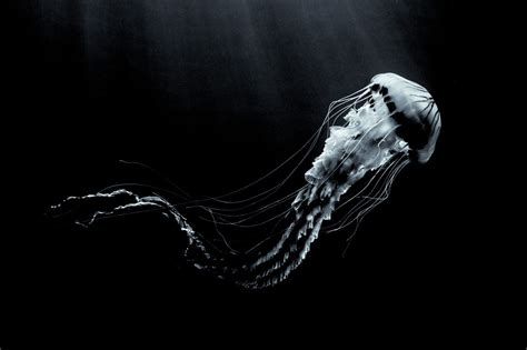 beautiful jellyfish in black and white | George Karbus Photography