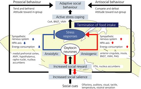 Role of oxytocin in the control of stress and food intake - Onaka ...