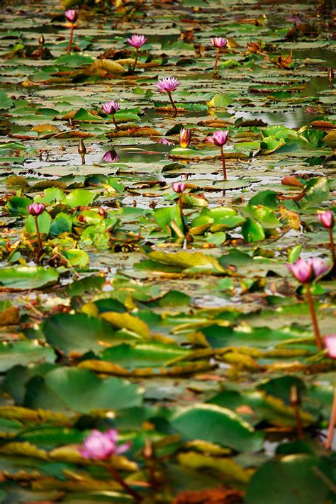 Pink lotus flower on water, HD phone wallpaper | Peakpx