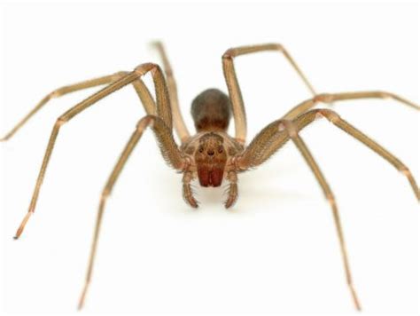 Brown Recluse Spider Facts | Anatomy, Diet, Habitat, Behavior