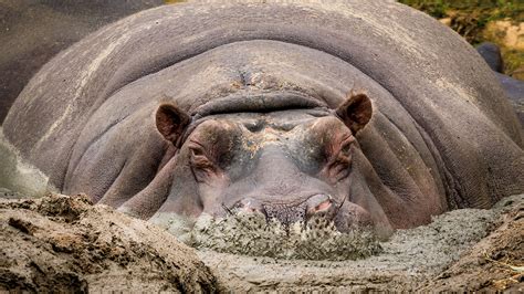 Excess hippo dung may be harming aquatic species across Africa ...