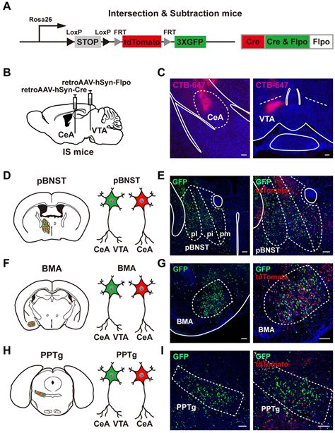 Frontiers | Neurons innervating both the central amygdala and the ventral tegmental area encode ...