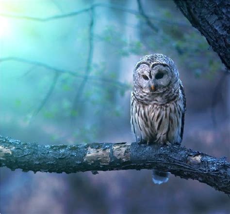 23 Beauty Owl Photography | 99inspiration