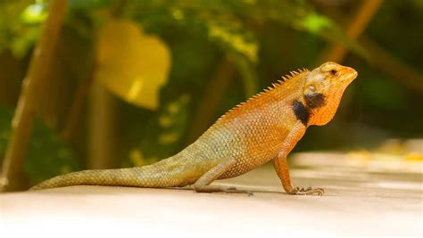 Are There Lizards In Vietnam? – Go Every Corner!