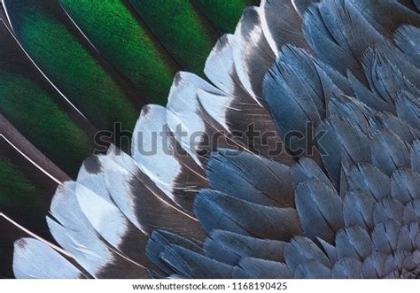 156+ Thousand Colored Duck Feathers Royalty-Free Images, Stock Photos ...