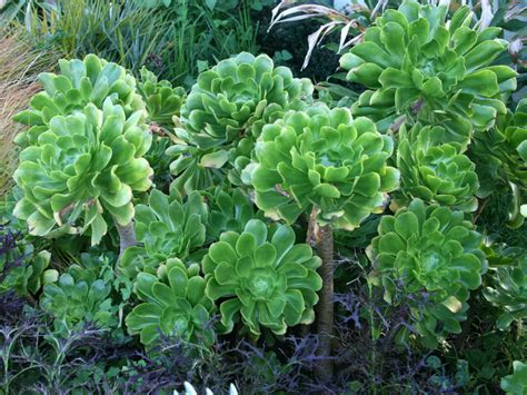 Aeonium undulatum - Stalked Aeonium | World of Succulents