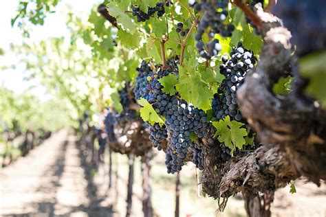 HD wallpaper: grapes on stem during daytime, wine grapes, purple grapes, napa | Wallpaper Flare