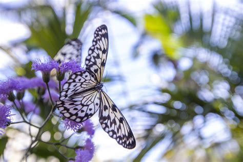 Buy Fairchild Butterfly Miami Tickets - Fairchild Tropical Botanic Garden