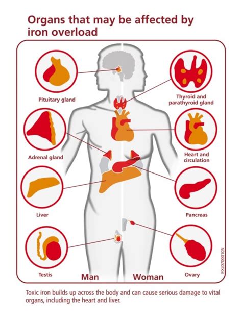 What Does Iron Do In Our Body? | HubPages