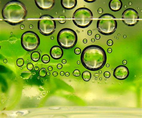 Breakthrough algae strain produces twice as much biofuel