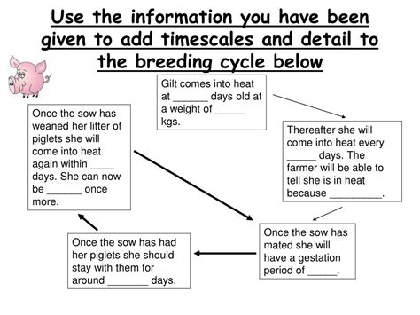 PPT - The breeding cycle of pigs PowerPoint Presentation, free download - ID:3104949