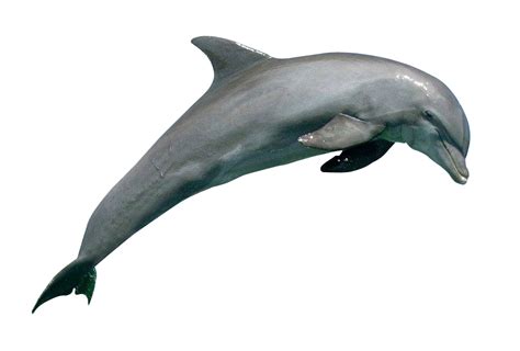 Jumping Dolphin PNG Image Background