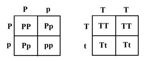 phenotypic and genotypic ratios