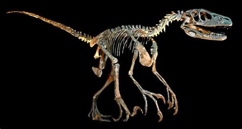 Deinonychus antirrhopus | Dinosaurus, Fossielen, Prehistorie